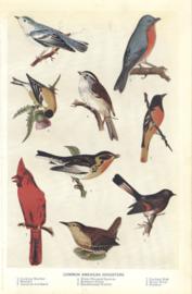 Common American Songsters Common American Songsters